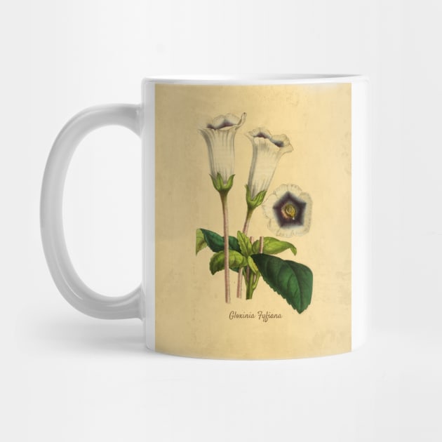 Gloxinia Fytiana With Details by ptMaker